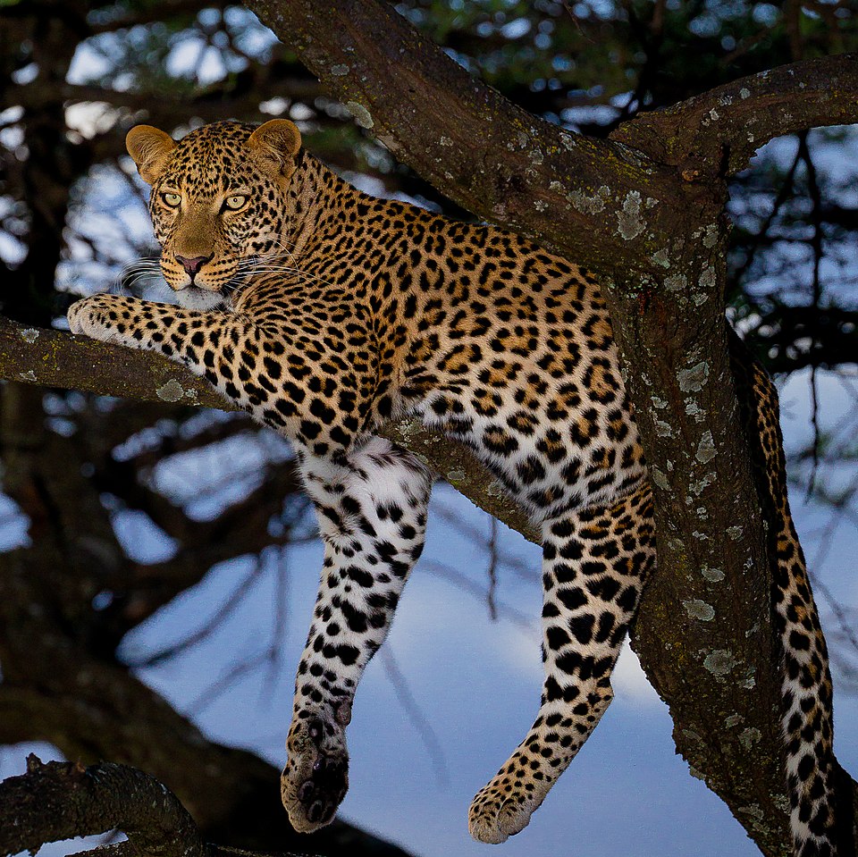Leopard nr 1