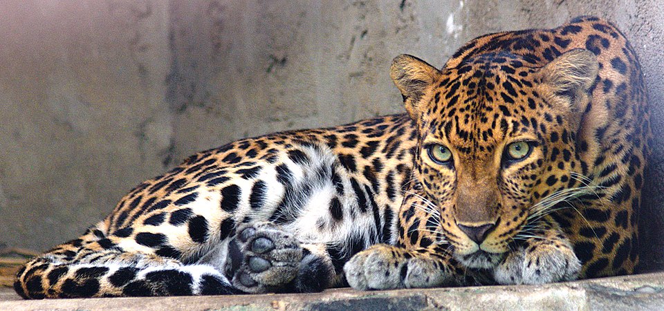 Leopard nr 2