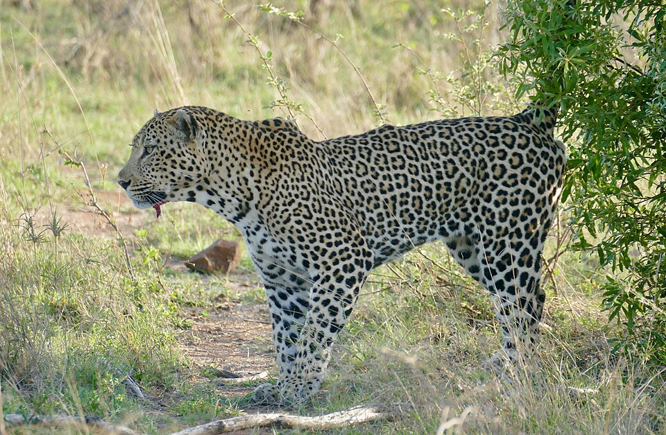 Leopard nr 3